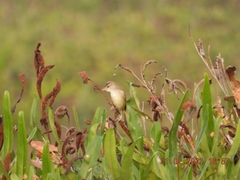 Acrocephalus stentoreus