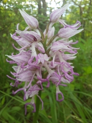 Orchis simia