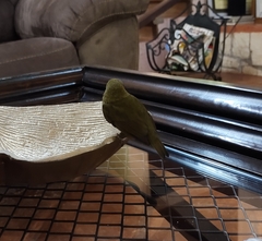 Mionectes oleagineus