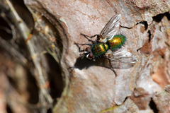 Gymnocheta viridis