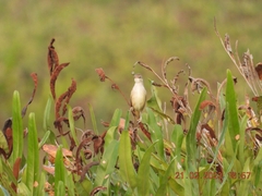 Acrocephalus stentoreus