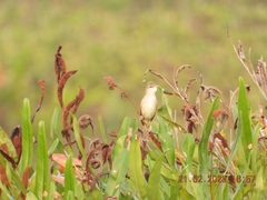 Acrocephalus stentoreus