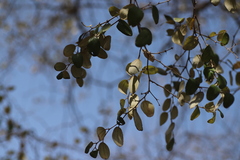 Ziziphus mauritiana