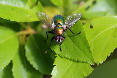 Gymnocheta viridis