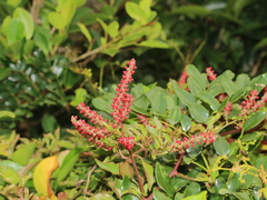 Deeringia amaranthoides