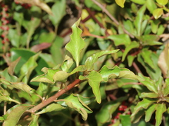 Deeringia amaranthoides