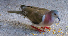 Leptotila jamaicensis