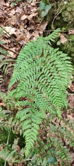 Dryopteris guanchica