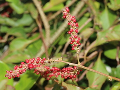 Deeringia amaranthoides