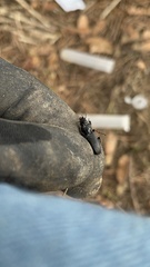 Pterostichus melanarius