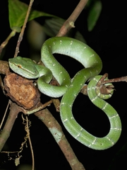 Tropidolaemus subannulatus
