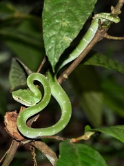 Tropidolaemus subannulatus