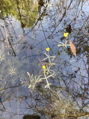 Utricularia radiata
