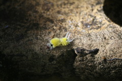 Lophocampa annulosa