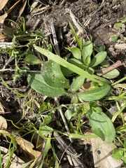 Plantago virginica