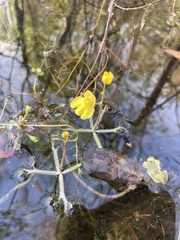 Utricularia radiata