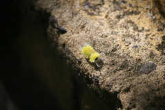 Lophocampa annulosa