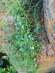 Pollichia campestris