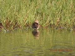 Calidris subminuta