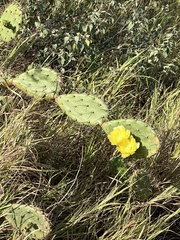 Opuntia caracassana