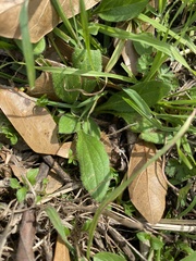 Plantago virginica