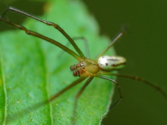 Leucauge celebesiana