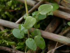 Peronospora agrestis