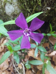 Vinca minor