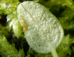 Peronospora agrestis