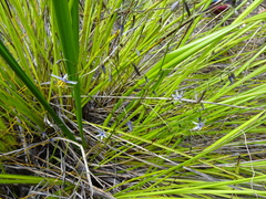 Dianella adenanthera