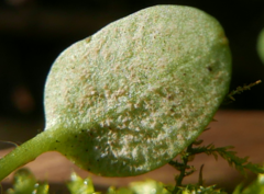 Peronospora agrestis