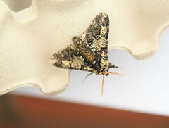 Biston strataria