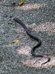 Naja sumatrana