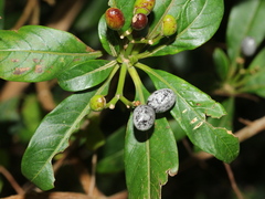 Rauvolfia verticillata