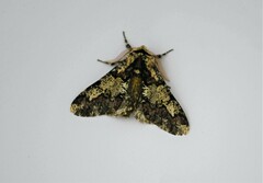 Biston strataria