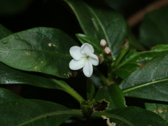 Rauvolfia verticillata