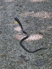 Naja sumatrana