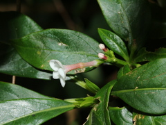 Rauvolfia verticillata