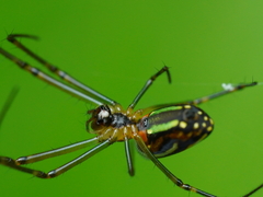 Leucauge celebesiana