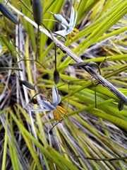Dianella adenanthera