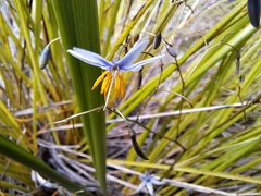 Dianella adenanthera