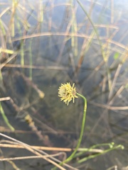 Fuirena scirpoidea
