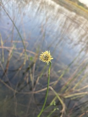 Fuirena scirpoidea
