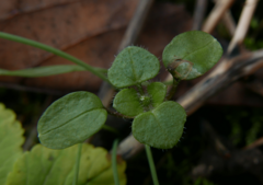 Veronica hederifolia-sublobata-triloba