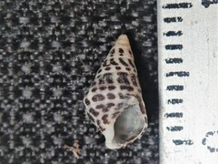 Cerithium