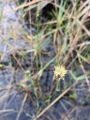 Fuirena scirpoidea