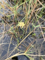 Fuirena scirpoidea