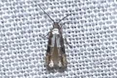 Tineidae clade b