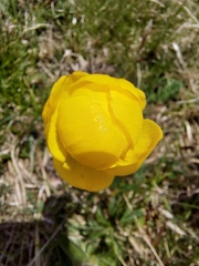 Trollius europaeus