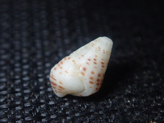 Cerithium